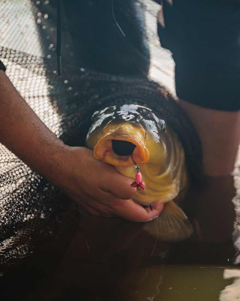 Fox Carp Ready Rigs Fluoro D-Rig