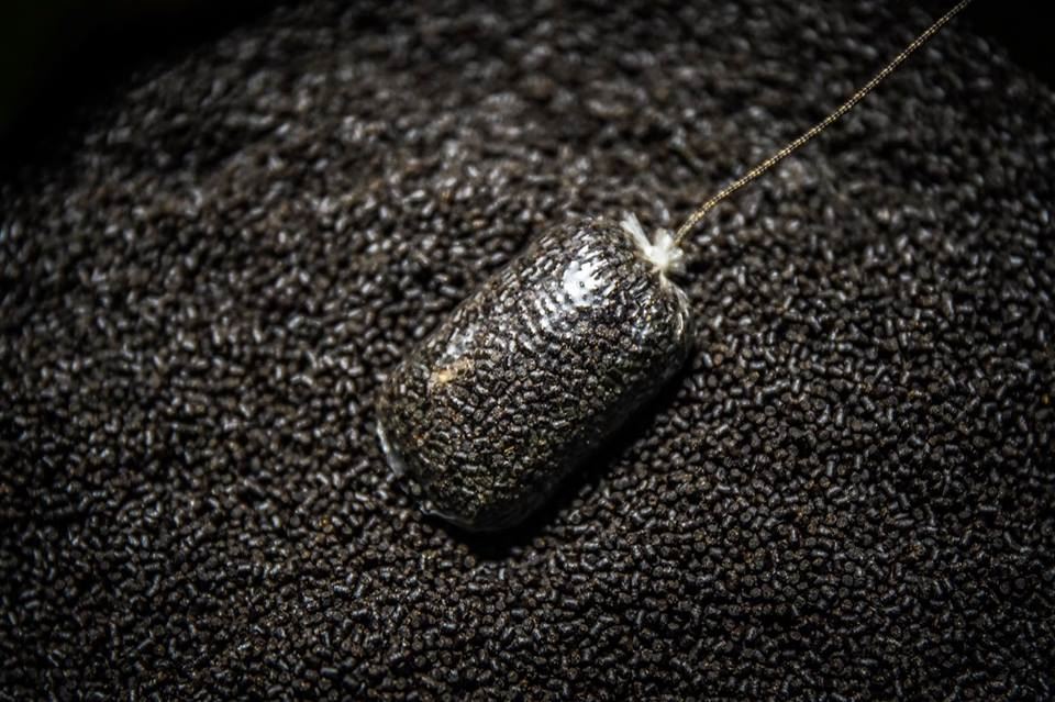 Shimano Isolate HP Pellet