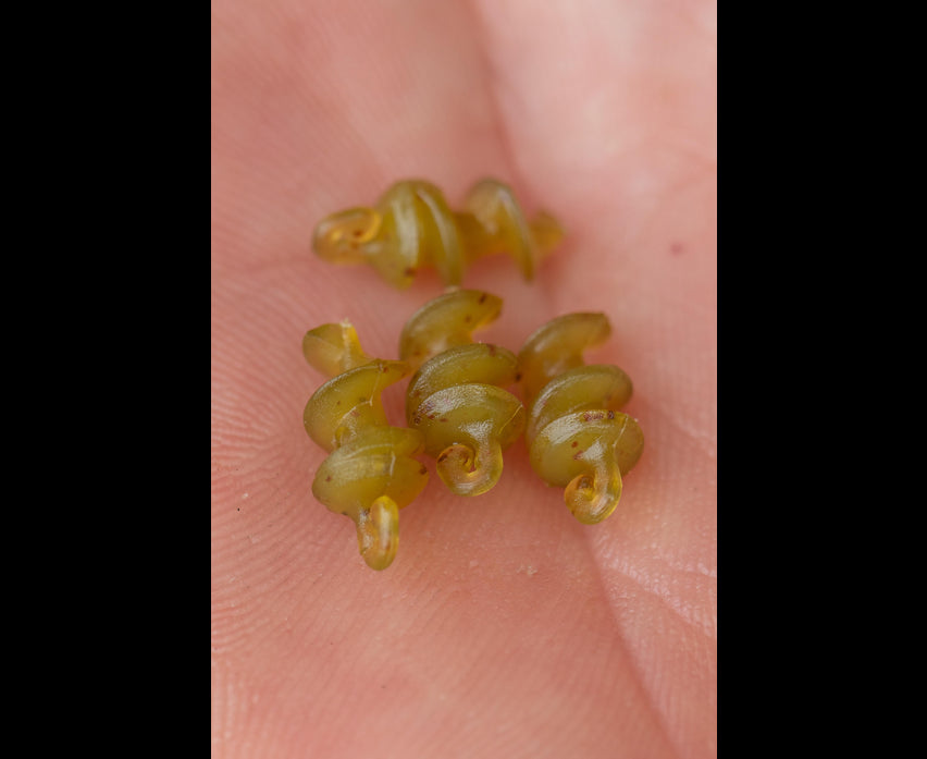 Korum Smokescreen Meat Screws