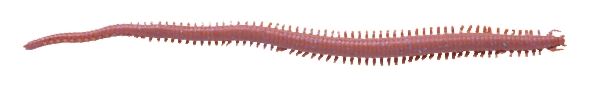 Berkley Gulp Sandworm 6in Brown Blue Fleck