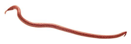 Berkley Gulp Earthworms