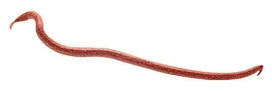Berkley Gulp Earthworms