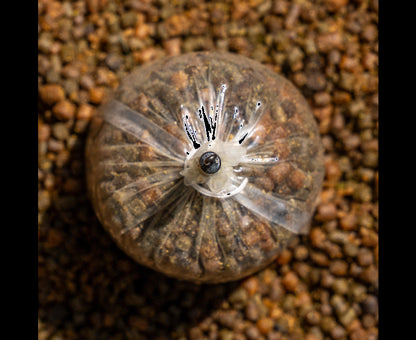 Avid Outline FleckTone Bag Stem - QC