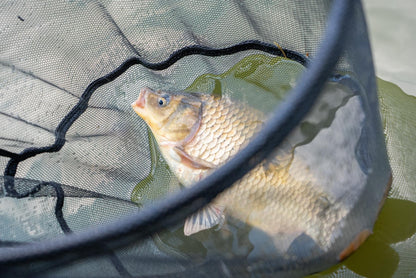 Guru F1 Competition Net