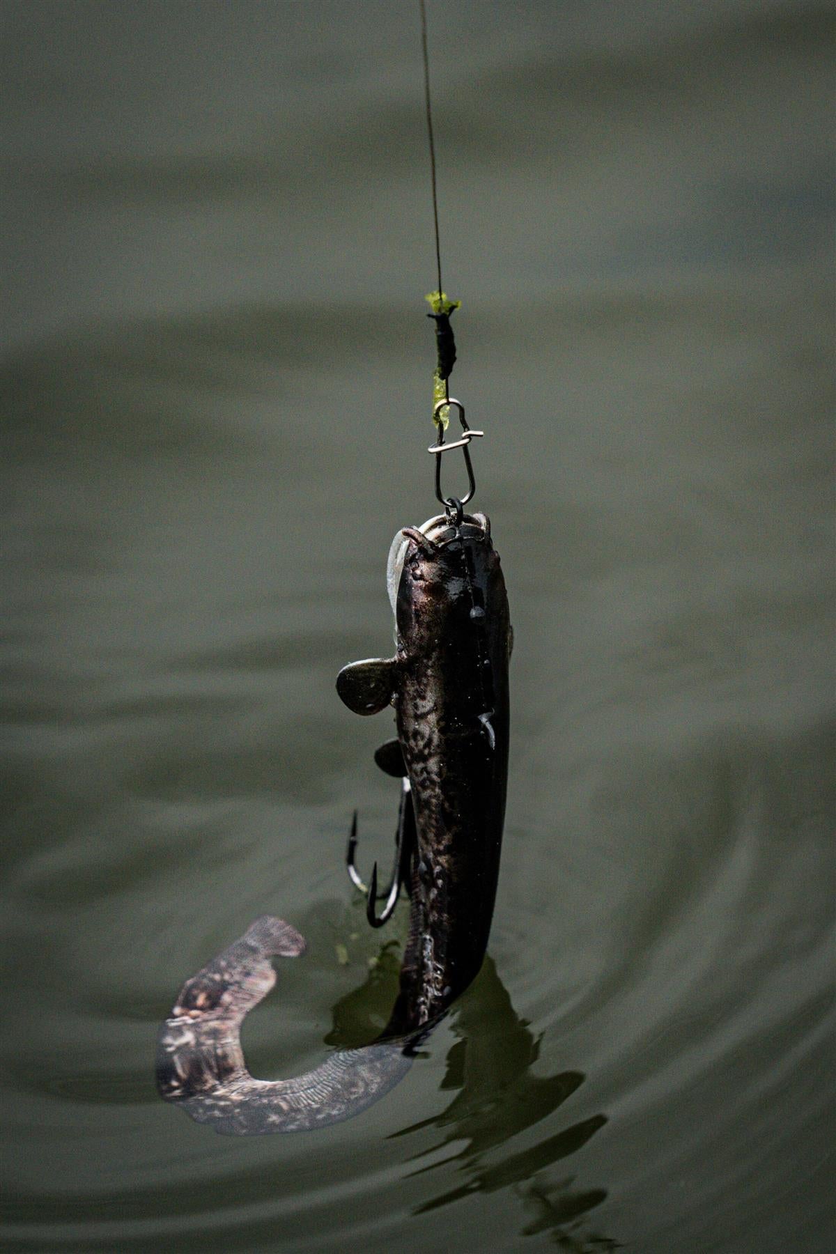 Fox Rage Ultra Realistic Replicant Natural Catfish