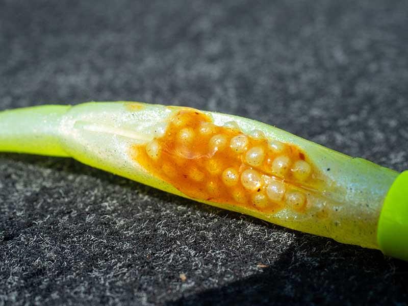 Fox Rage Scent Shad