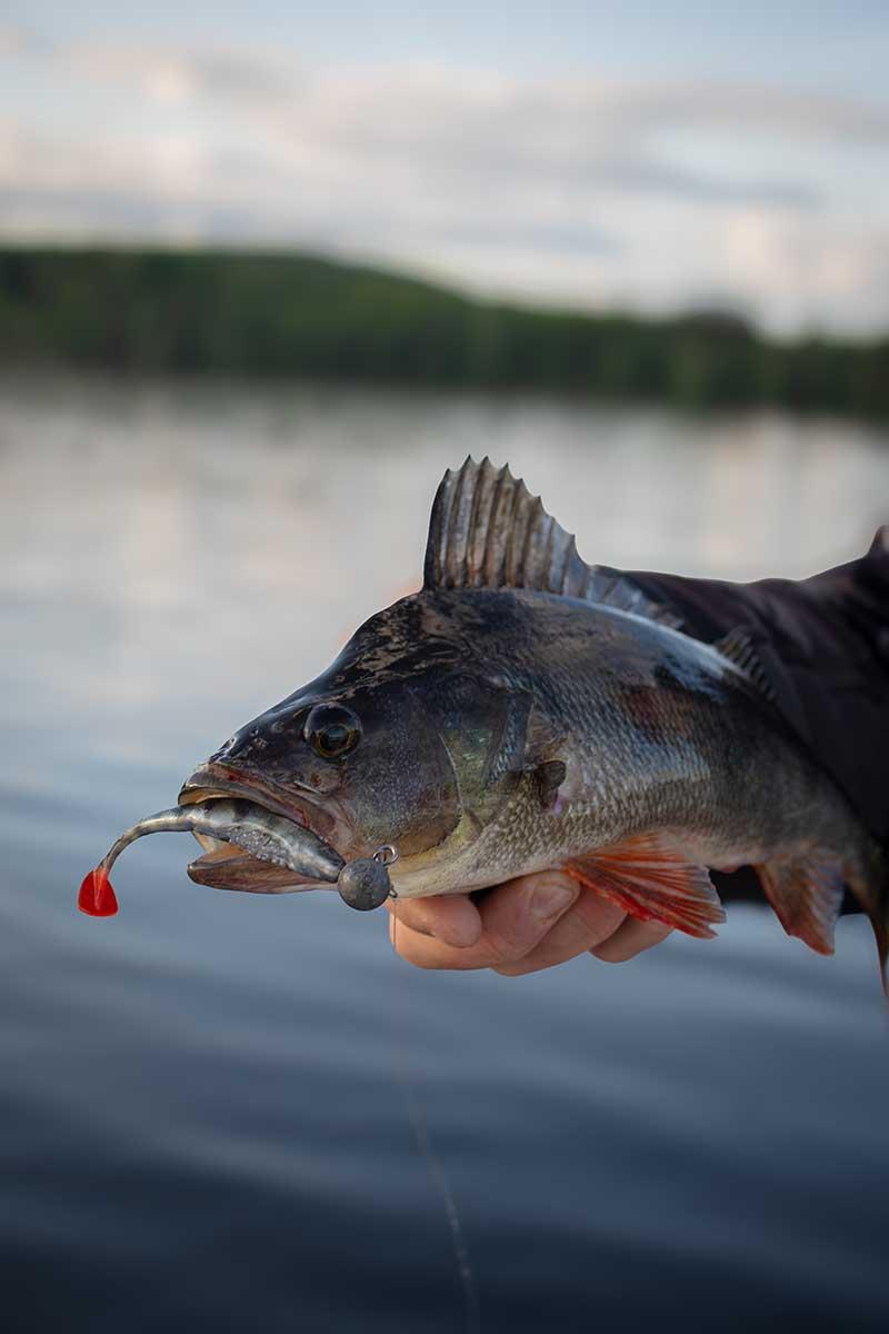Fox Rage Scent Shad