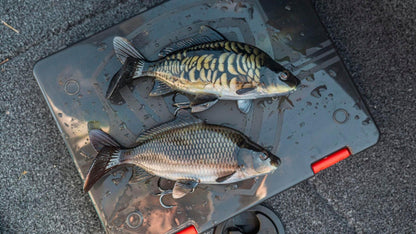 Fox Rage Ultra-Realistic Replicant Common Carp