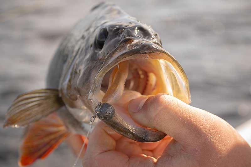 Fox Rage Scent Shad