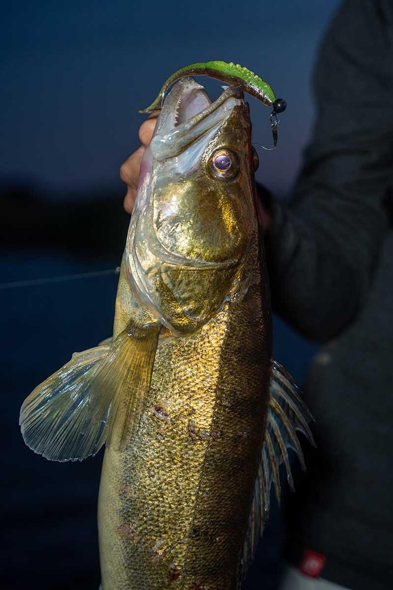 Fox Rage Scent Shad