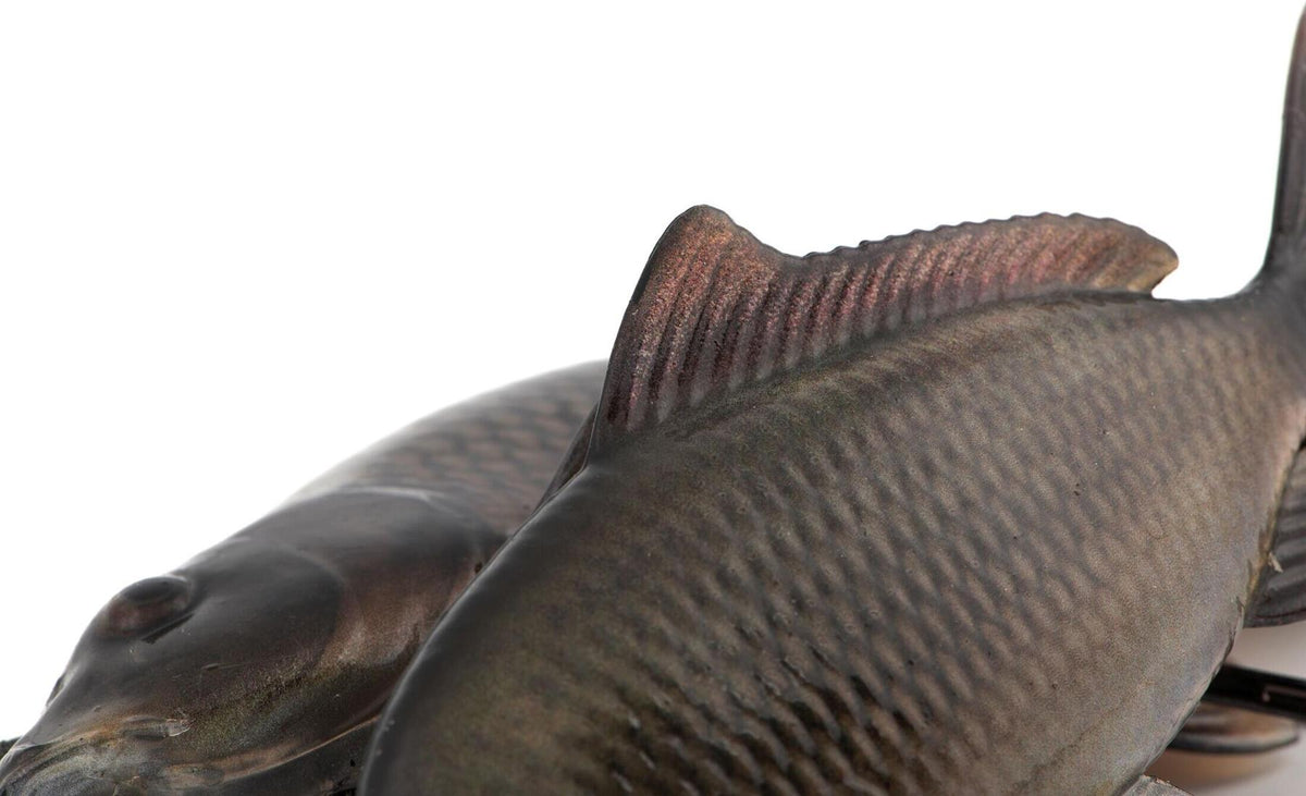Fox Rage Ultra-Realistic Replicant Common Carp