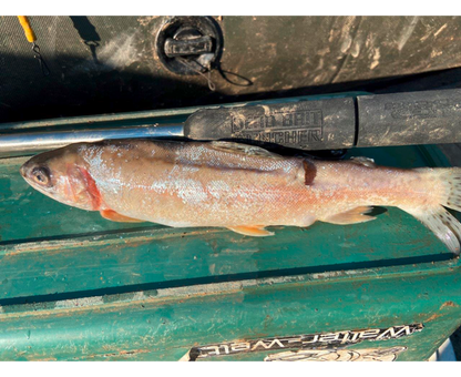 Black Cat  Dead Bait Puncher 40cm