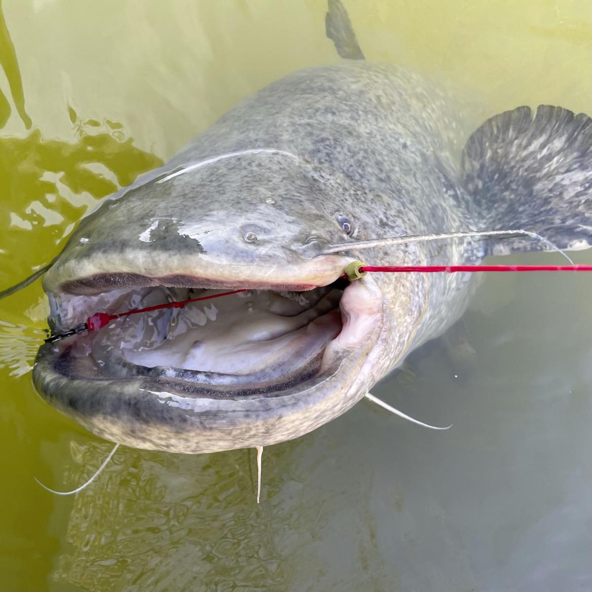 Black Cat Zeus Universal Leader