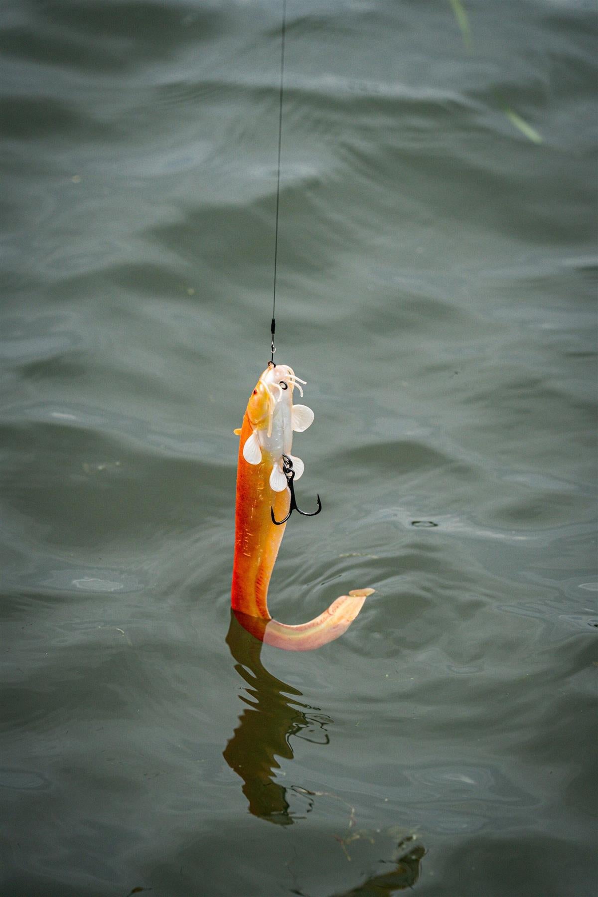 Fox Rage Ultra Realistic Replicant Golden Wells Catfish