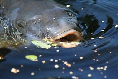 Korda Kruiser Control 12lb