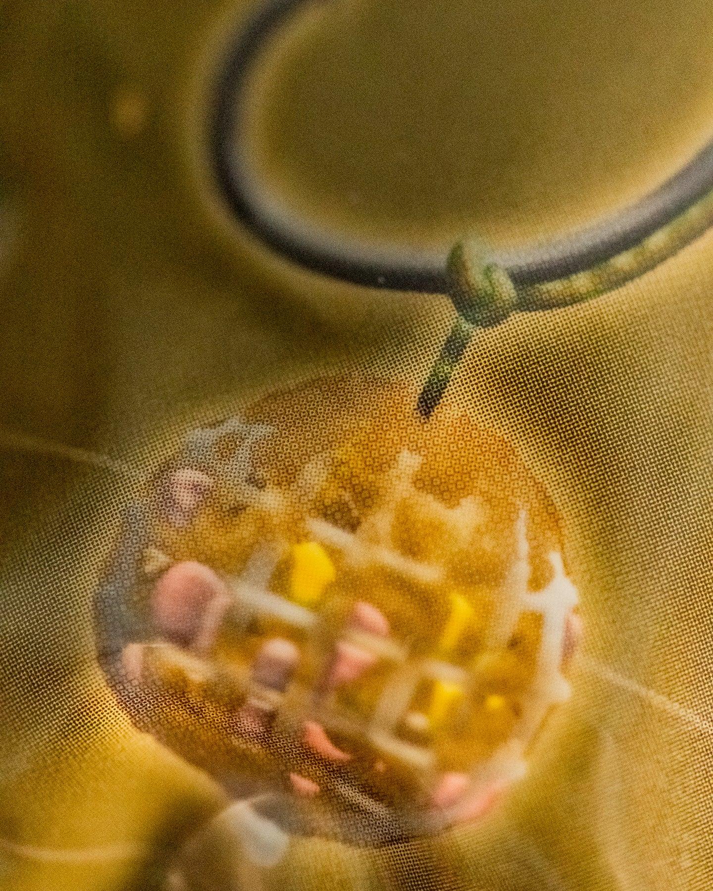 One More Cast Revibed Bait Orbs