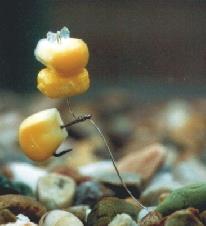 Enterprise Frank Warwick Sweetcorn Off Yellow Scopex Peach 